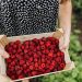 Senator Warren Is Way Off on Raspberries—and Americans’ Living Standards