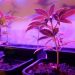 How To Grow Cannabis: A Beginner’s Guide To Cultivating High-Quality Plants