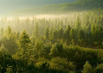 Washington Post Global Social Security Comparison Misses the Forest for the Trees