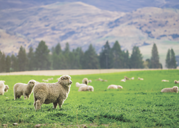 Property Rights and Economic Progress