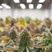 The Economic and Wellness Impact of Medical Cannabis in the UK: A Sustainable Solution for Modern Healthcare