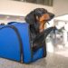 Pet Travel to the European Union: A Comprehensive Guide