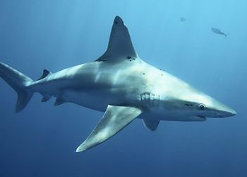 Update: DOJ Jumps the Shark