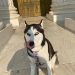 From Dog Leashes to Potty Breaks: Are We All Unwitting Criminals?