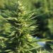 Buying CBD Flowers: A Complete Guide for Beginners