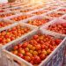 UK firms spent up to £65m on post-Brexit food export licences last year as Labour pledges to scrap scheme