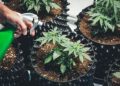 Using 2024 Frontiers Research to Strengthen Feminised Cannabis Seed Quality