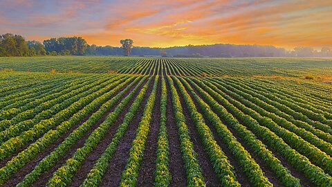 Whom Should Farmers Believe: The President or Their Lying Eyes?