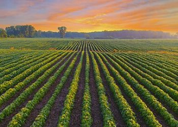 Federal Crop Insurance