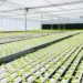 Best Water-Soluble Fertilizer Companies for Hydroponics