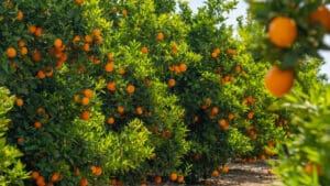 IRJ Frozen Foods: From Farm to Freezer Leader