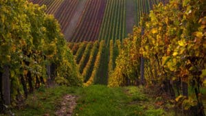 Chapel Down toasts million-bottle milestone in race to challenge champagne