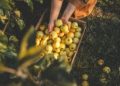 Food prices climb for third month in a row as Iran tensions squeeze global supply chains