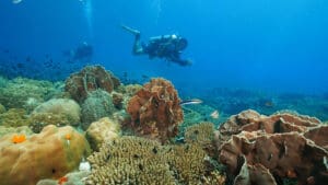 Beyond the Reef – What Bali’s Diving Economy Can Teach Indonesia’s Hospitality Sector