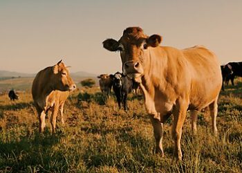 Reducing Deforestation by Aligning Private Incentives