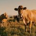 Reducing Deforestation by Aligning Private Incentives