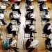 Botched Administration of July 28 Bar Exam Shows Why Government Officials Should Never Be Above the Law