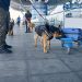 The Drug War’s Waterbed Effect: Crackdowns Shift Trafficking, Not Supply