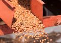 Princes forecasts 60 per cent pea yield as growers trial chickpeas