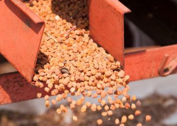 Princes forecasts 60 per cent pea yield as growers trial chickpeas