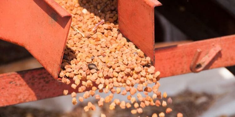 Princes forecasts 60 per cent pea yield as growers trial chickpeas