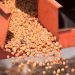 Princes forecasts 60 per cent pea yield as growers trial chickpeas