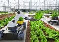 Robotic harvesting pioneer Dogtooth secures £14m to help growers beat labour shortages