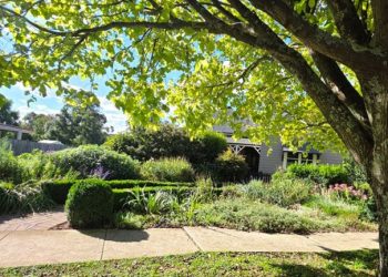 The Liability Growing Quietly on Your Land: Why Trees Belong on the Risk Register