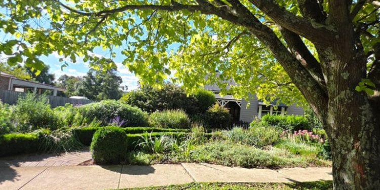 The Liability Growing Quietly on Your Land: Why Trees Belong on the Risk Register