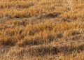 Brown and pleasant land: will 2026 out-drought 1976 for UK farmers?