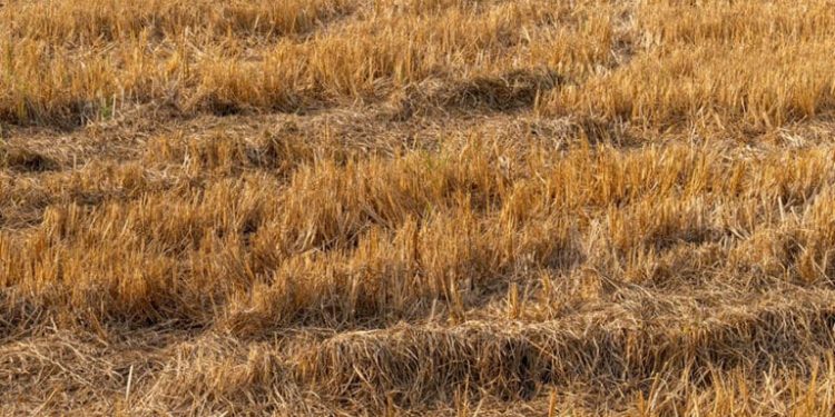 Brown and pleasant land: will 2026 out-drought 1976 for UK farmers?
