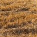 Brown and pleasant land: will 2026 out-drought 1976 for UK farmers?
