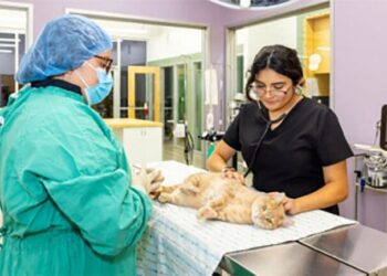 Honnas Veterinary: When Career Values Shape a Business