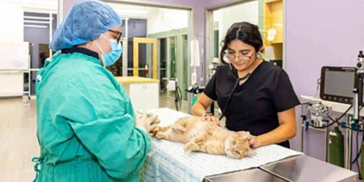 Honnas Veterinary: When Career Values Shape a Business