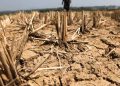 NatWest offers farmers repayment holidays as drought hits yields