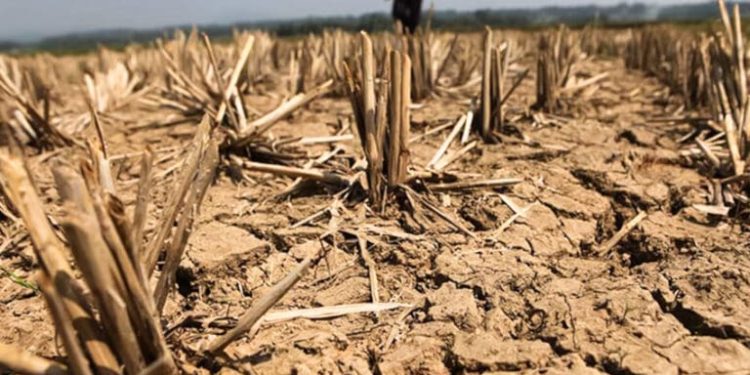 NatWest offers farmers repayment holidays as drought hits yields