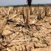 NatWest offers farmers repayment holidays as drought hits yields