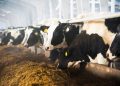 Skills shortage on dairy farms threatens UK food security, Arla warns