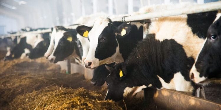 Skills shortage on dairy farms threatens UK food security, Arla warns