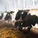Skills shortage on dairy farms threatens UK food security, Arla warns