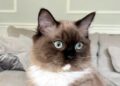Midwest Ragdolls: More Than 30 Years in Elburn