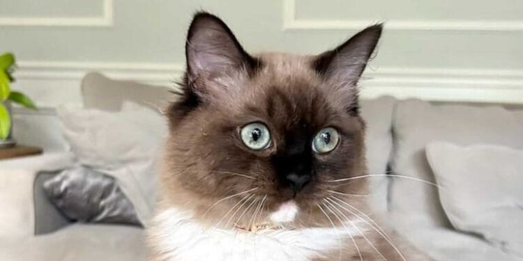 Midwest Ragdolls: More Than 30 Years in Elburn