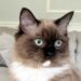 Midwest Ragdolls: More Than 30 Years in Elburn