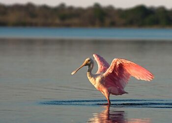 How the Endangered Species Act Inhibits Housing Development