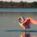 How the Endangered Species Act Inhibits Housing Development