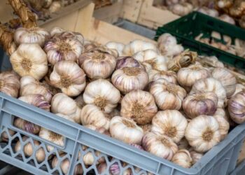 How Global Garlic Trade Works: Key Market Trends, Supply Chain Challenges, and Business Opportunities: