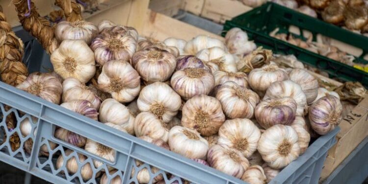 How Global Garlic Trade Works: Key Market Trends, Supply Chain Challenges, and Business Opportunities: