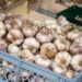 How Global Garlic Trade Works: Key Market Trends, Supply Chain Challenges, and Business Opportunities: